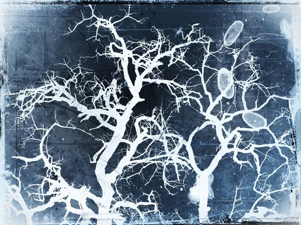 Σιλουέτα του δέντρου — Φωτογραφία Αρχείου