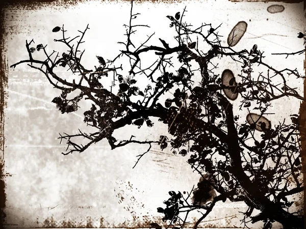 Árvore da silhueta — Fotografia de Stock