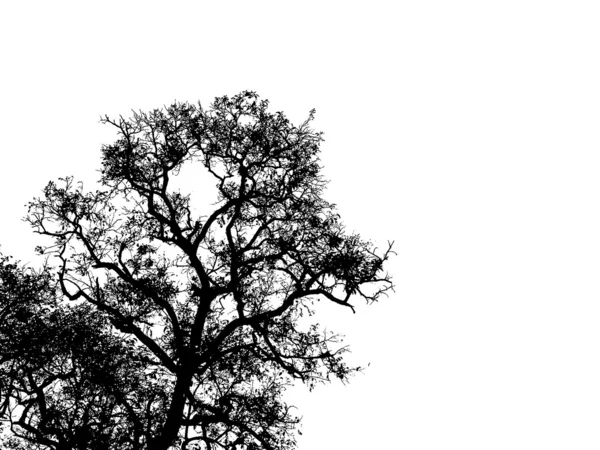 树艺术 — 图库照片