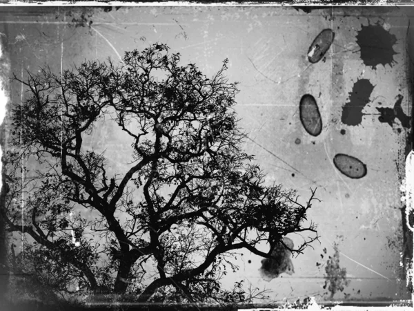 Arte degli alberi — Foto Stock