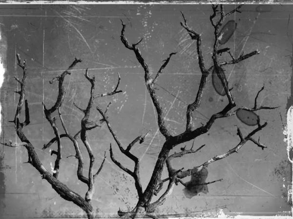 死树 — 图库照片