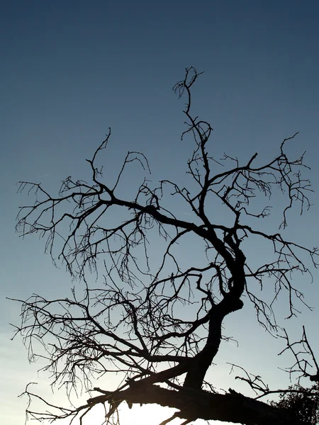 Árbol muerto — Foto de Stock