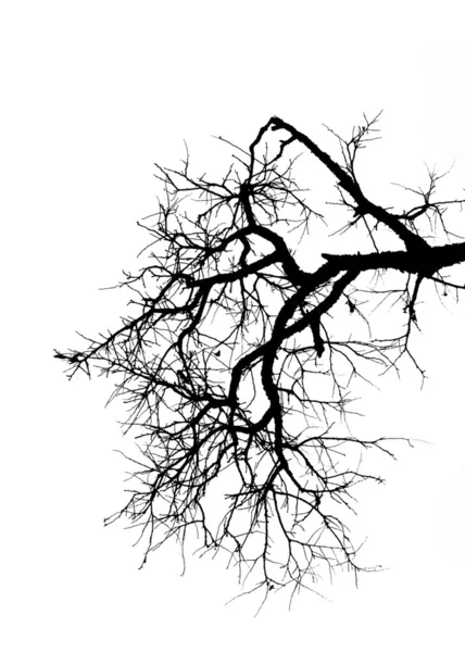 枯れ木 — ストック写真