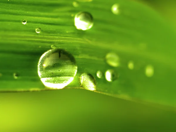 Water drop on leaves — Zdjęcie stockowe
