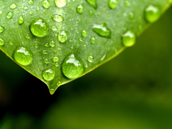 Капля воды на листьях — стоковое фото