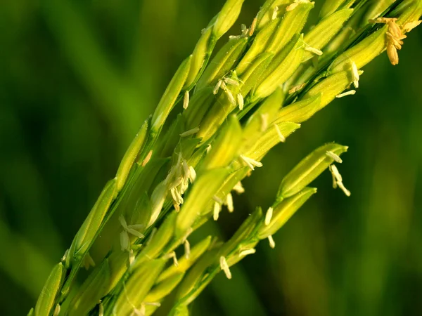 Granja de arroz — Foto de Stock