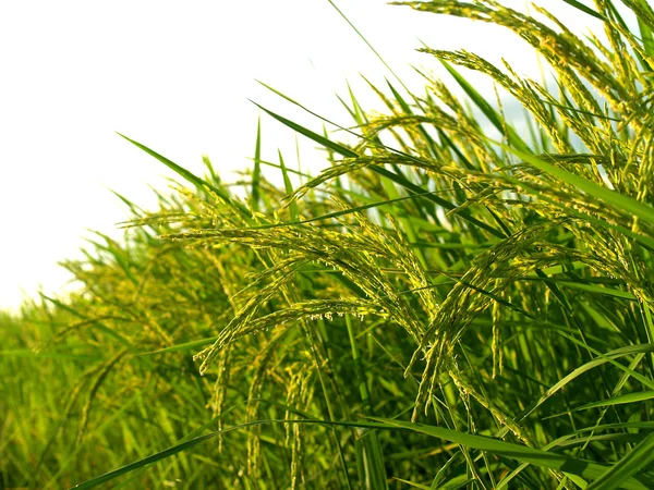 stock image Rice farm