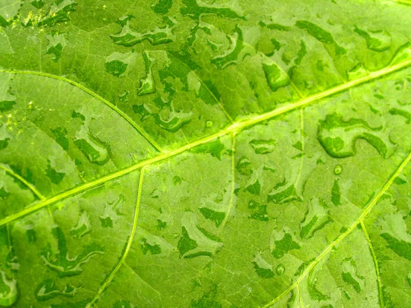 Water drop on leaves — Stock Photo, Image