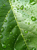 Картина, постер, плакат, фотообои "plant leaf and water drop", артикул 4188742