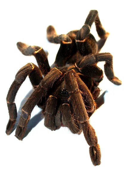 Photo of a big spider — Stock Photo, Image