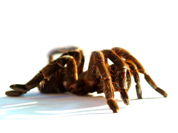 Φωτογραφία της μια μεγάλη αράχνη — Φωτογραφία Αρχείου