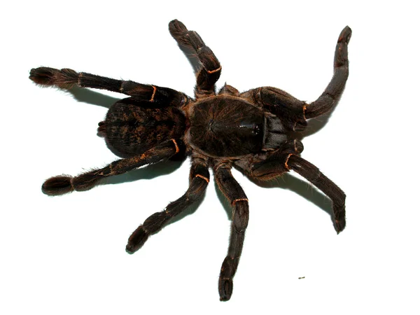 Foto av en stor spindel — Stockfoto