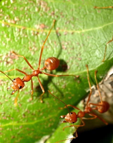 赤アリ — ストック写真