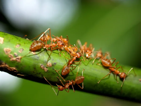 stock image red ants