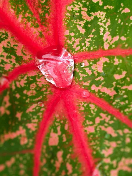 stock image Water drop on leaves