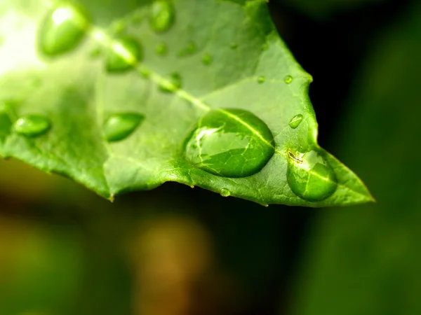 Pflanzenblatt und Wassertropfen — Stockfoto