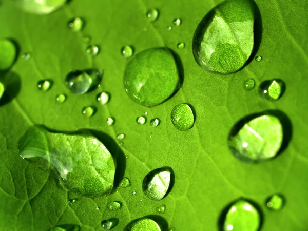 stock image Plant leaf and water drop