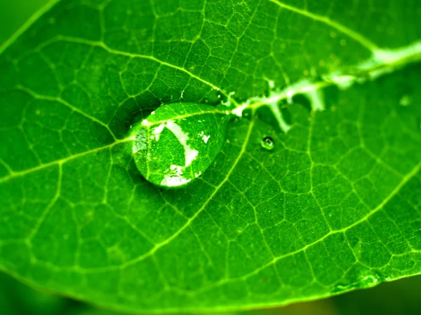 식물 잎과 물 드롭 — 스톡 사진