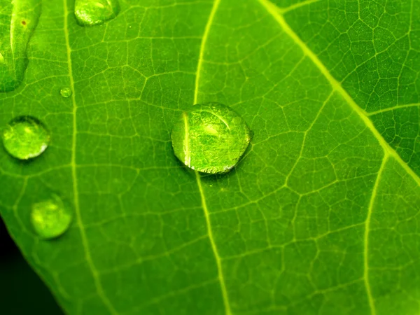 Folha de plantas e gota de água — Fotografia de Stock