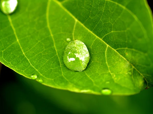 植物の葉と水ドロップ — ストック写真