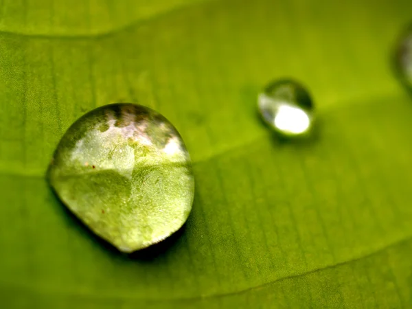 Roślina kropla liść i wody — Zdjęcie stockowe