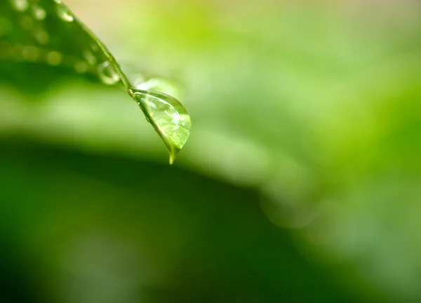 Plant leaf and water drop — Stock Photo, Image