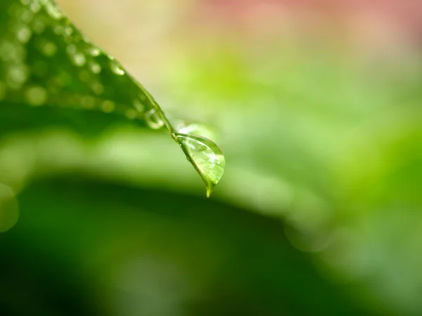 Листя рослин і крапля води — стокове фото