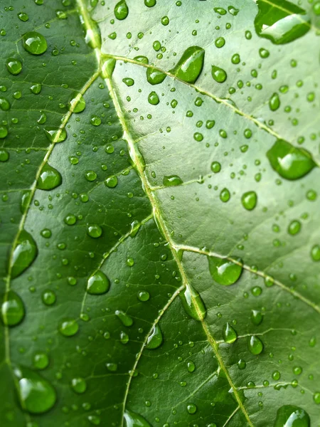 Листя рослин і крапля води — стокове фото