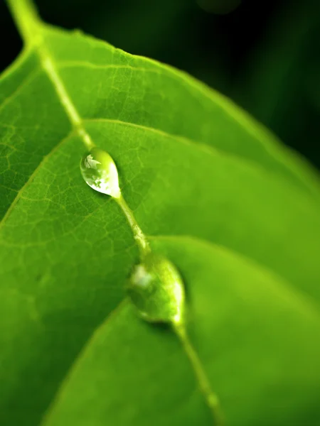 Plant leaf and water drop — Stock Photo, Image