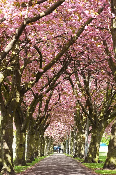 Een Avenue Van Bloesem Bomen Het Voorjaar Edinburgh Schotland — Stockfoto