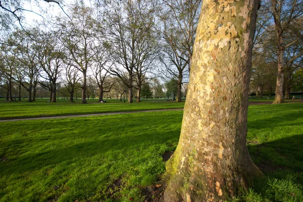 Tree in Green Park — Stock Photo, Image