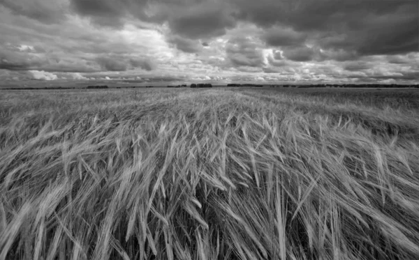 stock image A field of rye