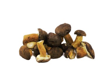 Boletus mantarı mantar