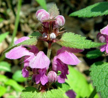 mor deadnettle