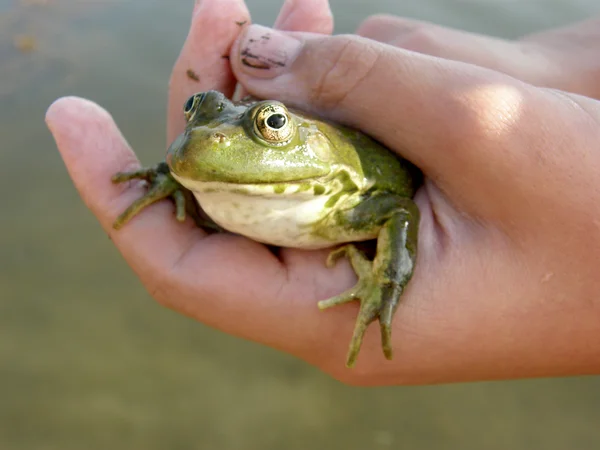 stock image Frog in hand