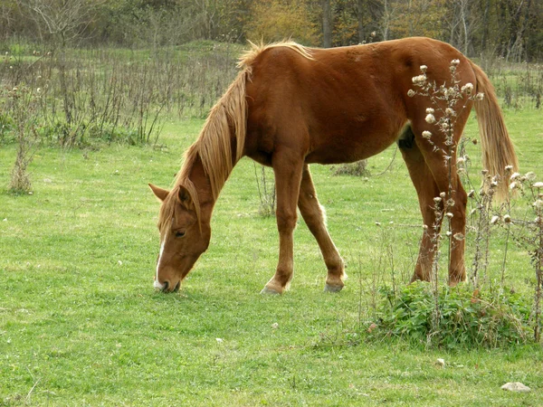 stock image Chestnut horse