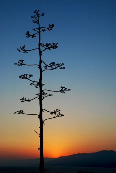 Eenzame boom Stockafbeelding