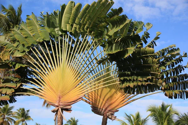 Interesting palms — Stock Photo, Image