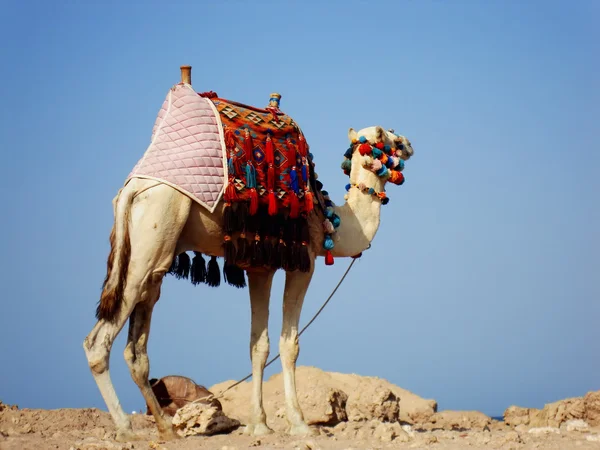 Kameel in woestijn — Stockfoto