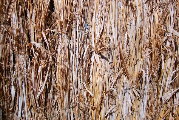 Суха трава — стокове фото