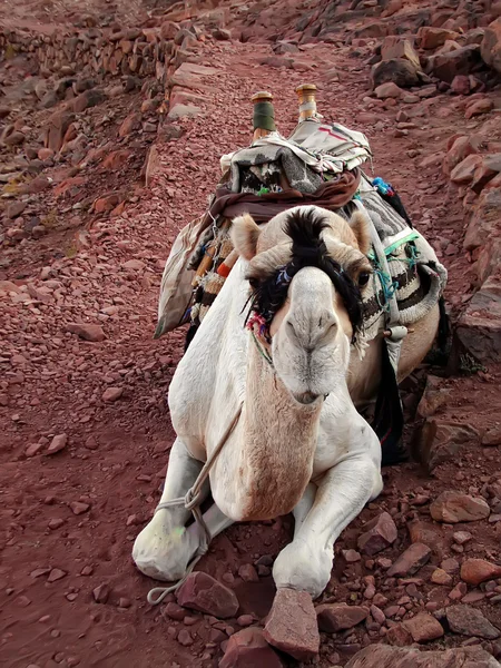 Верблюда у пустелі — стокове фото