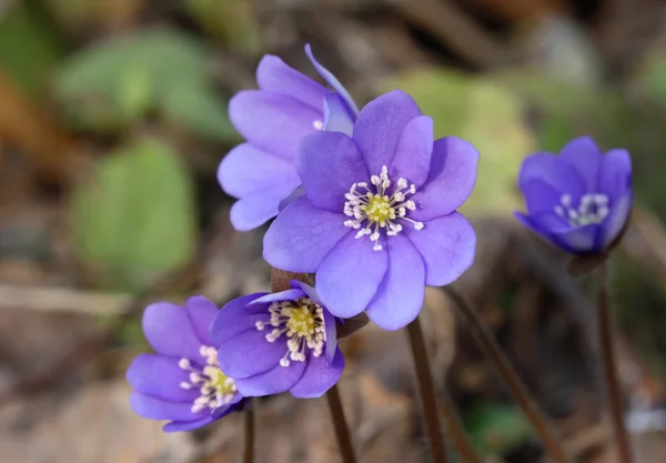 stock image Liverwort