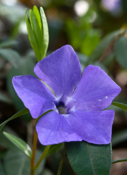 stock image Vinca