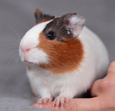 Guinea pig clipart