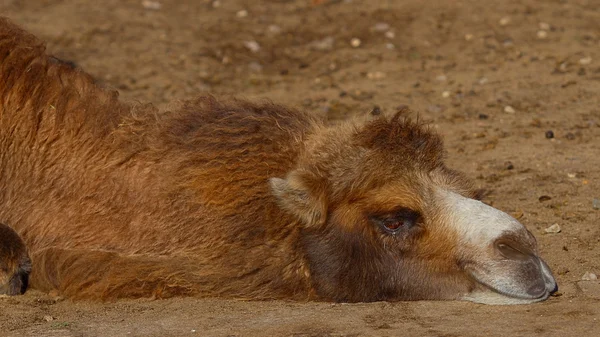 Sad camel — Stock Photo, Image