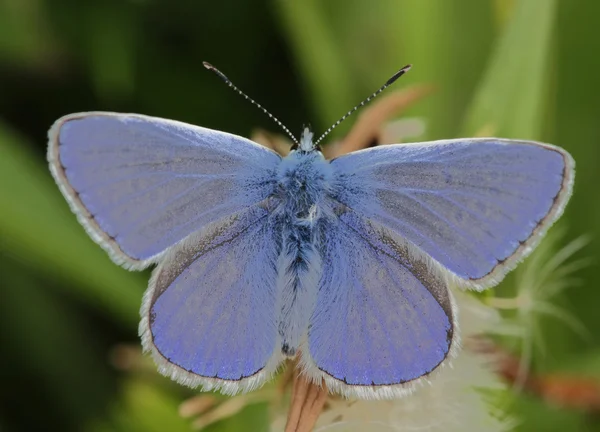 Lycaenidae plebeius IDAS çayır üzerinde