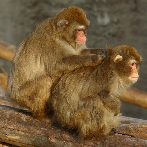 stock image Grooming