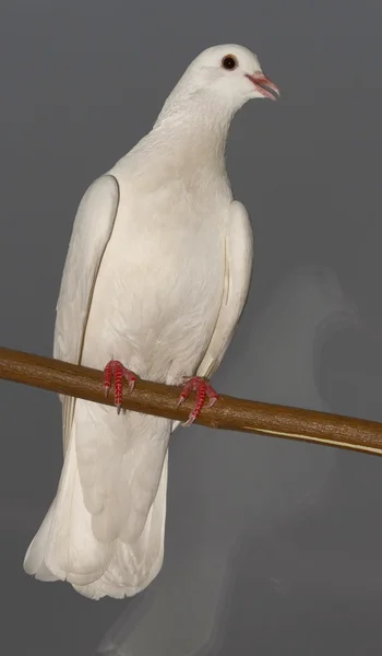 Beyaz Güvercin 2 — Stok fotoğraf