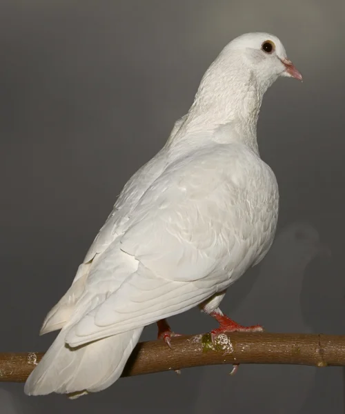 Pombo branco 1 — Fotografia de Stock