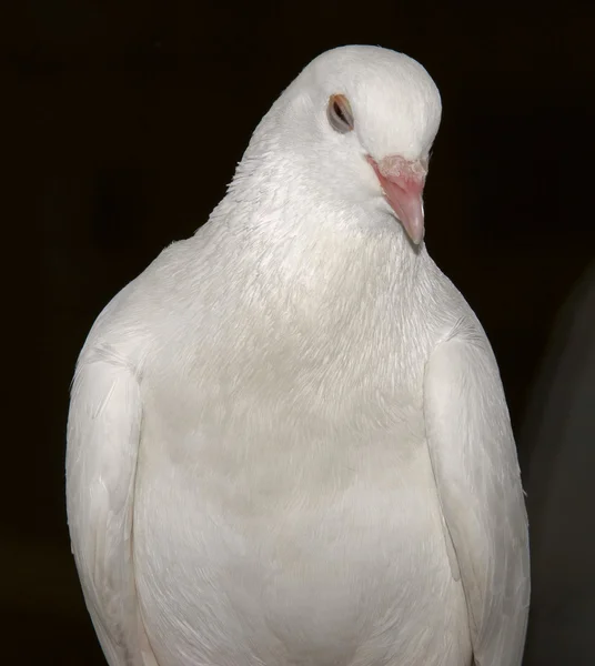 Pombo branco 4 — Fotografia de Stock